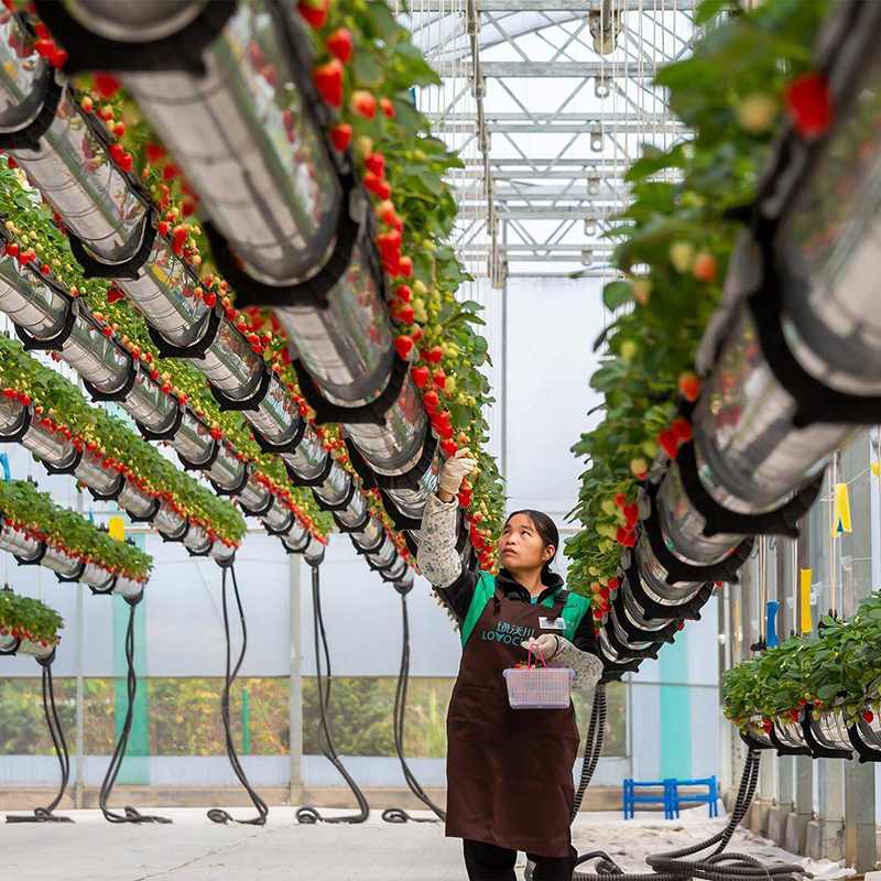 吕梁市植物工厂空中草莓 - 一站式服务