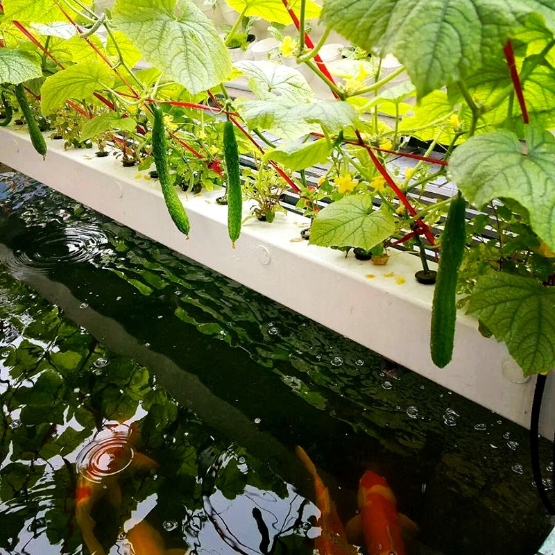 吕梁市水培鱼菜共生 - 哪里好